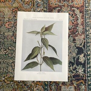 🌹FREE w/purchase Nettle Botanical Plant Print Original over 100 years old